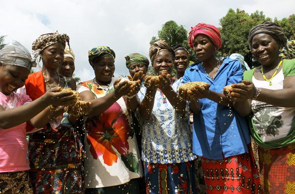 Ris ingår i basfödan i Sierra Leone, men under Ebolakrisen var det många jordbruksaktiviteter som avbröts eftersom många människor insjuknade eller påverkades hårt av krisen på andra sätt.