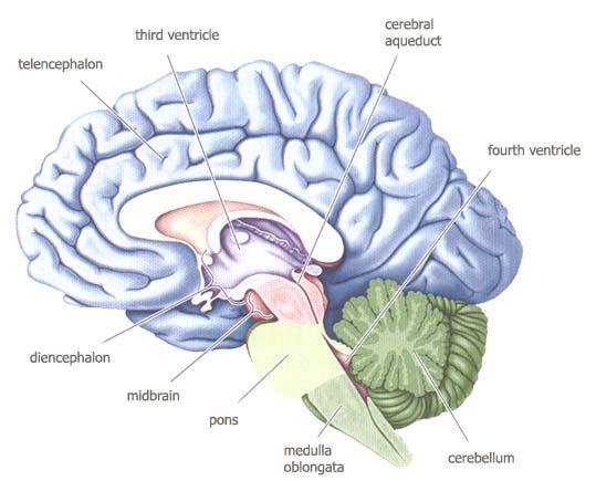 Hjärnans evolution Hjärnstammen Mellanhjärnan Limbiska