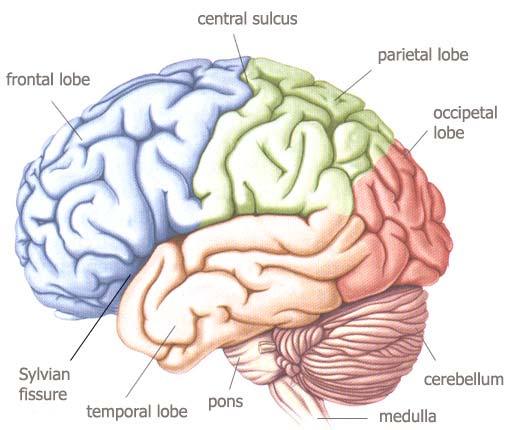 Hjärnans lober Frontalloben (=pannloben), Parietalloben