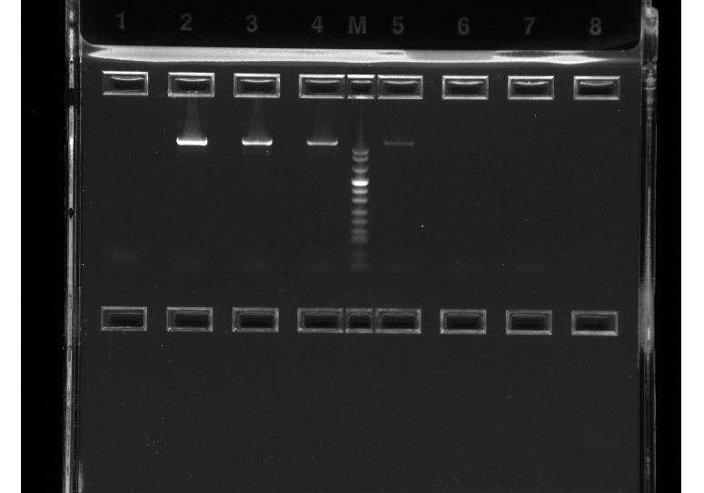 PCR analys,1200 bp produkt.