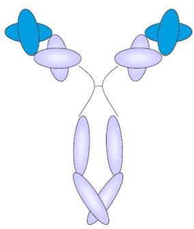 ANTIKROPPARNAS DYNAMISKA BIOLOGI Type II Type I B1 Rituximab 1F5 Ab