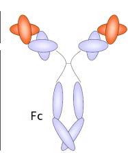 Tumor cell death (%) Complement Cell lysis CDC Three CD20 antibody