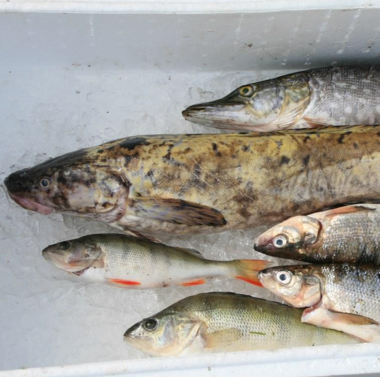 FISKEOMRÅDE FÖR HELA