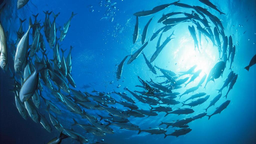Hållbart fångad fisk från hav till fat MSC som kontrollsystem för