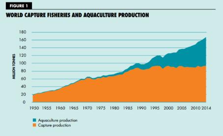 Sjömat Vad är utmaningarna? Fisk utgör 17% av människans intag av protein och 12% är beroende av sjömatssektorn för sin överlevnad.