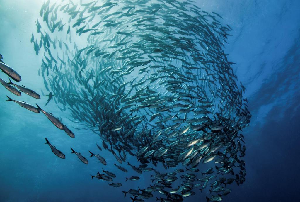 Varför är spårbarhet av fisk så viktigt?