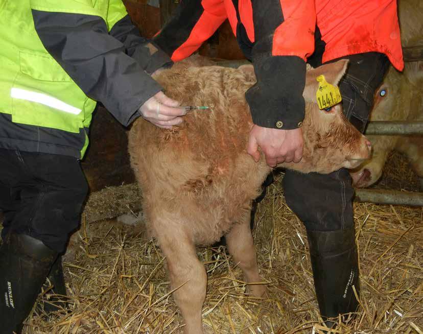 nvändning fler ansvarig veterinär och djurhållaren som dels definierar villkorningens längd och dels tydliggör vilka villkoren är som ska upp fyllas för att djurhållaren ska få behandla sina djur.