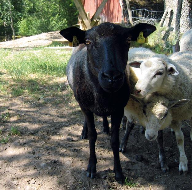 Örnanäs plats i historien och idag Det som gör Örnanäs speciellt är den starka kopplingen mellan mark och bebyggelse.