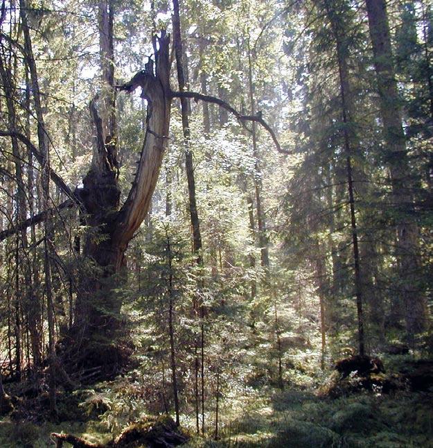 Markanvändning och natur Skogen har i de här trakterna haft en avgörande betydelse för den jordbrukande befolkningens försörjning, vilket sätter sin prägel på området och landskapets historiska