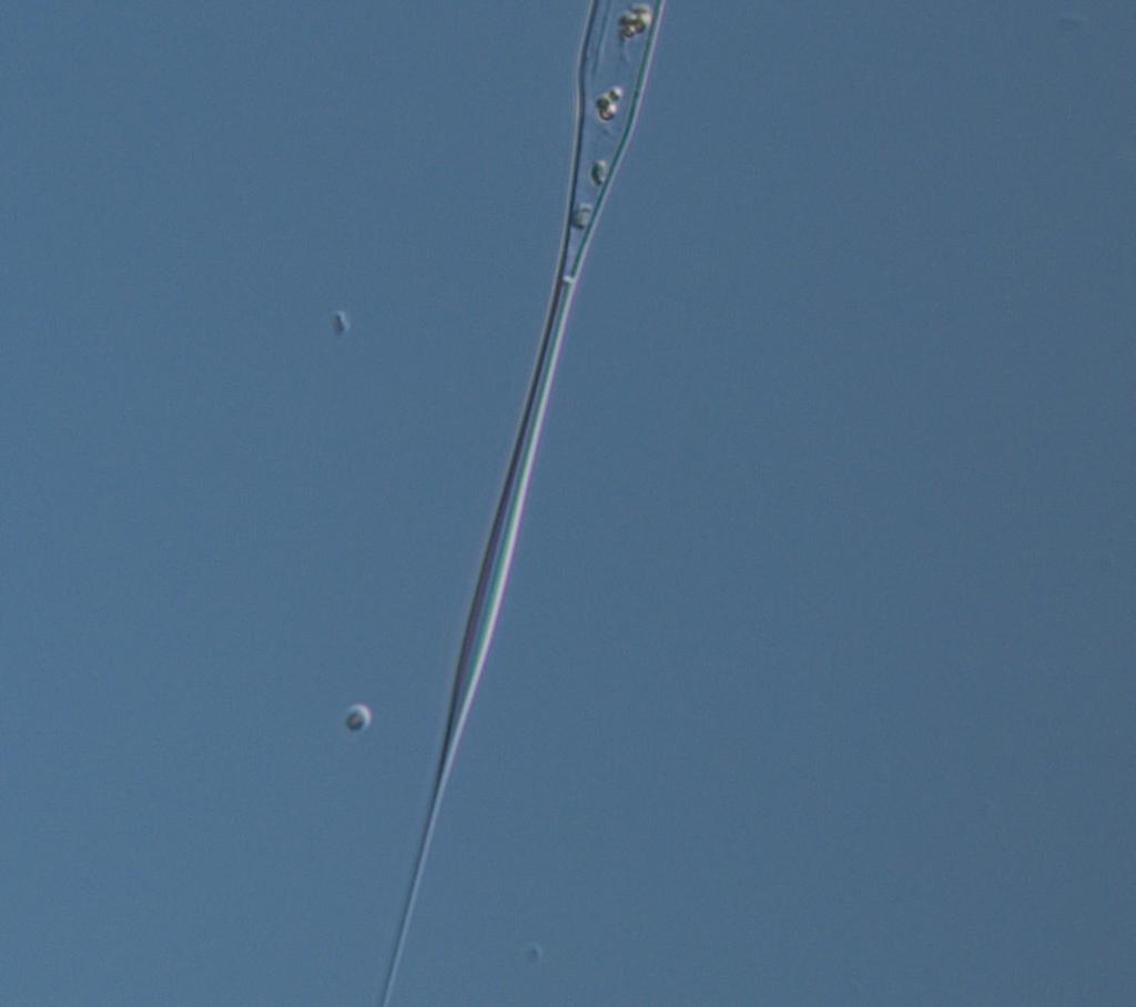 More detailed information on species composition and abundance The Skagerrak Å17 13 th of September (open Skagerrak) The phytoplankton species diversity was not so high and diatoms were most abundant.