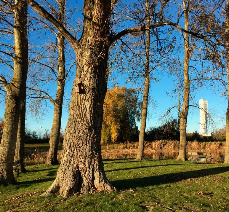 Stadsnära park i Malmö med Turning Torso i bakgrunden. Foto: Per Schubert på planeringsnivå. För att en uppföljning av arbetet ska kunna ske måste direktiven vara tydligare.