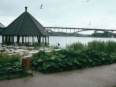 Rosenbuskage vid sittgårdarna/lekytan 1965.