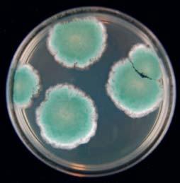 Penicillium