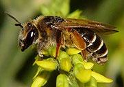 Specialiserade pollensamlande bin har vanligtvis en extremt låg reproduktionshastighet; hos specialiserade arter av sandbin Andrenidae producerar en bihona i genomsnitt mindre än tio