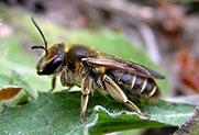 Översiktlig morfologisk beskrivning Beskrivning av arterna samt eventuella förväxlingsarter Väpplingsandbi Andrena gelriae är ett medelstort sandbi (9 11 mm) med ljust behårad mellankropp