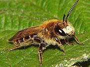 I undersläktet ingår bland annat den vanliga arten ärtsandbi Andrena wilkella vars honor lätt kan förväxlas med väpplingsandbiet.