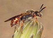 Ölandsgökbi Nomada similis är ett 8 10 mm stort rödsvart gökbi, där hanarna oftast har gulvita sidofläckar på främre delen av