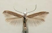 Foto: Sven-Åke Berglind. Kölblodbi Sphecodes cristatus är ett medelstort (7 9 mm) blodbi som i likhet med övriga blodbin har en blodröd bakkropp.