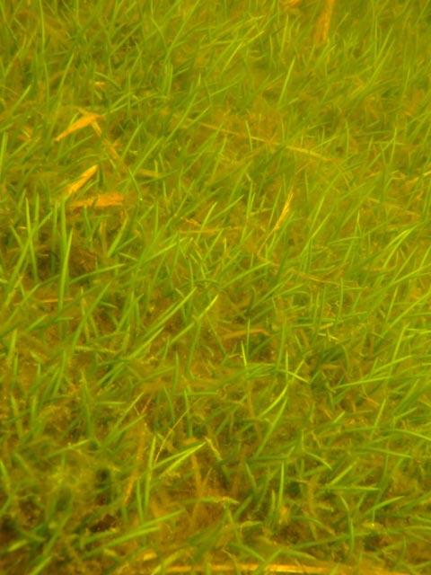 Matta av strandpryl (Plantago uniflora) utanför badplatsen i Malmsjön.