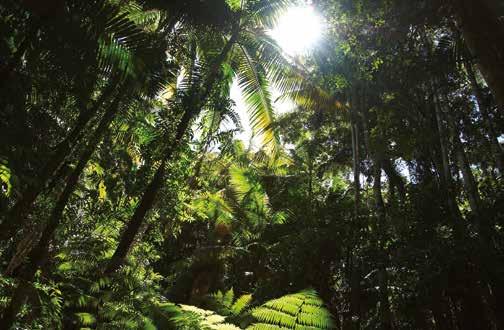 Oliver Suckling Dreamstime.com Enorma arealer regnskog i Indonesien och Malaysia har skövlats för att ge plats åt palmoljeplantager sojaodling i Sydamerika.