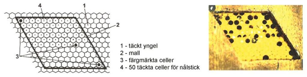 Utrensningskontroll sker efter 24 timmar. Endast helt utrensande celler räknas. En cell motsvårar 2 %.