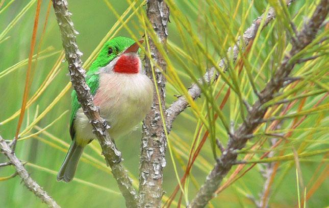 Dominikanska republiken 3 12 mars 2018 med Anders Elmfors Broad-billed Tody. Foto: Carl-Axel Bauer Varmt välkommen på AviFaunas resa till Dominikanska republiken!