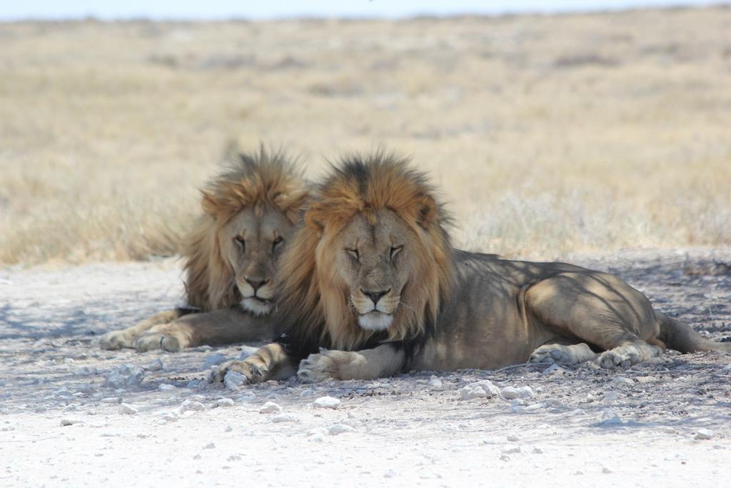 Glutenfri i Södra Afrika Styrelsens Monika och Monica har varit på resor i Namibia och Sydafrika, respektive.