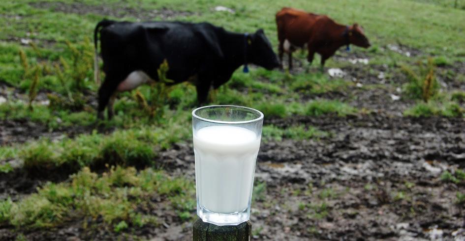 Lönsamhetsutveckling Den ekonomiska situationen för landets mjölkföretagare är mycket hårt ansträngd.