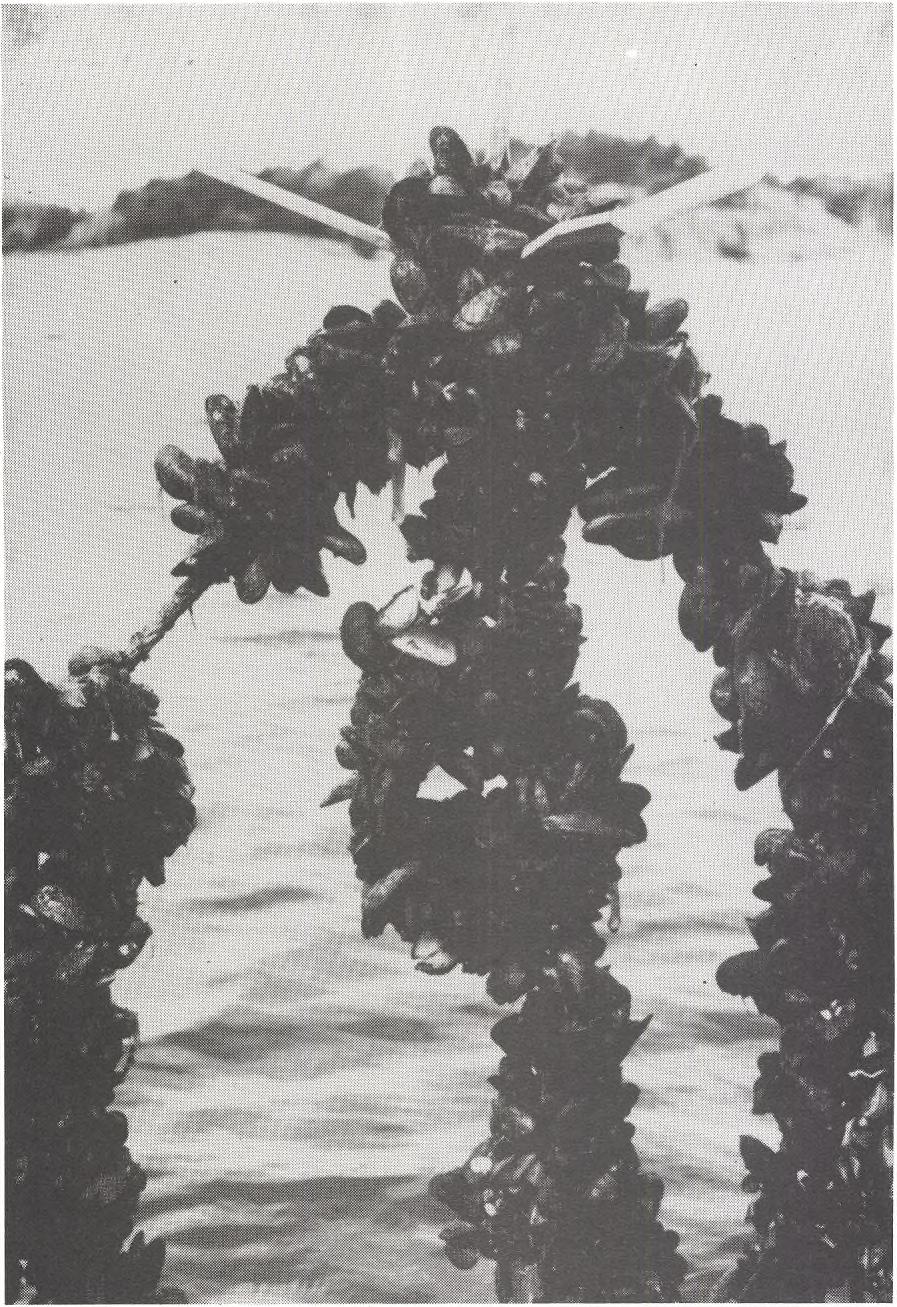 MEDDELANDE FRÅN HAVSFISKELABORATORIET LYSEKIL NR 284 Säsongsdynamiken i musselodling i Mollösund ochlyresund, Södra Bohuslän, 1982.