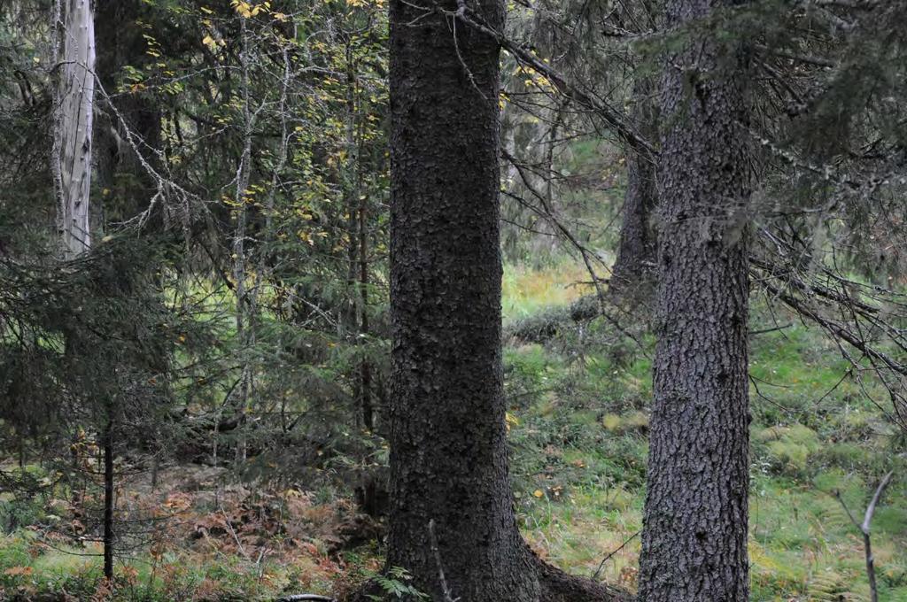 MILJÖKONSEKVENSBESKRIVNING 44(83) Figur 6-4 Äldre granskog söder om Sikån. Foto: Pelagia. Kanten av Jönsmyran och Furumyran (8) påverkas. Korsningen av torvmarken är omkring 300 meter bred.