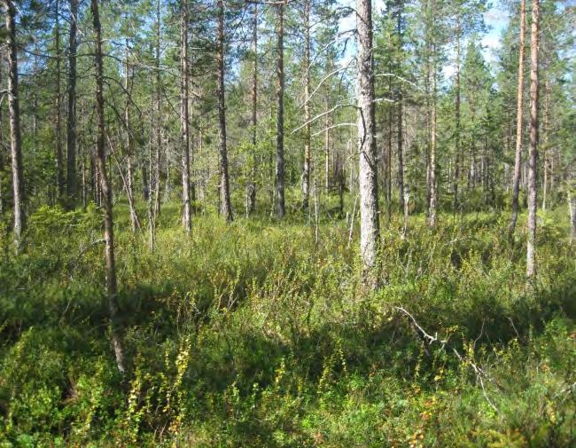 MILJÖKONSEKVENSBESKRIVNING 47(83) Figur 6-6 Talldominerad skog med stående torrakor inom objekt 8:8. Foto:. Med de skyddsåtgärder som anges ovan (6.4.3) bedöms konsekvenserna för slätten vid Risån bli små.