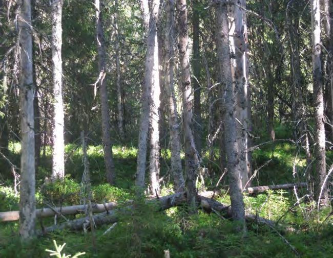 MILJÖKONSEKVENSBESKRIVNING 51(83) Lidsjömyran-Stormyran (24) korsas på en ca 1 100 meter lång sträcka vilket innebär att stolpar behöver placeras i våtmarken.