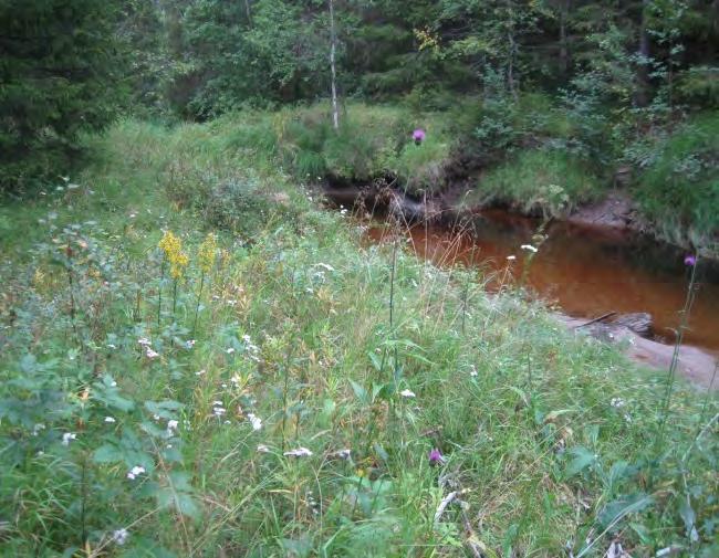 MILJÖKONSEKVENSBESKRIVNING 54(83) Figur 6-11 Längs Norsån finns en artrik ängsvegetation inom objekt 18:1. Vattendraget är ca 5 m brett och har ett slingrande lopp på platsen. Foto:.
