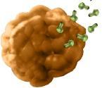 Tumor-specific antigens T-cell mediated immune response