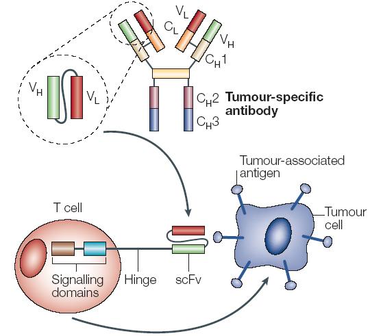 Chimeric Antigen Receptors (CARs) CARs contain antigen receptors such as the heavy and light chain variable regions of antibodies connected by a