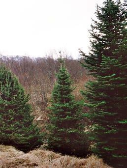 Berggran, Abies lasiocarpa Denna mycket härdiga art har, som det svenska namnet avslöjar, sin hemvist i kalla bergsmiljöer.
