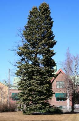 ersätts av den närbesläktade amurgranen (Abies nephrolepis). I naturbestånd kan pichtagranen bli 30-40 meter hög medan den i nordsvensk odling vanligen blir 20-25 (30) meter hög.