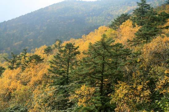 I naturen är ädelgranar en utpräglad sekundärart som gärna utnyttjar annan vegetation för att finna gynnsamma förhållanden. Bilden visar Abies fargesii i Kina som successivt ersätter björken.