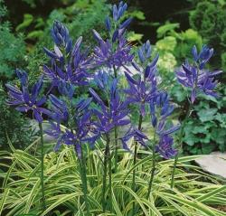 (spara 20) 6 Purple Sensation Lök storlek: 12/+cm Höjd: 70-90