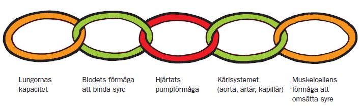 Kapitel 3 - De syretransporterande organen Sida 2 av 14 De syretransporterande organen Kolhydrater och en del av det fett vi äter lagras i muskulaturen.