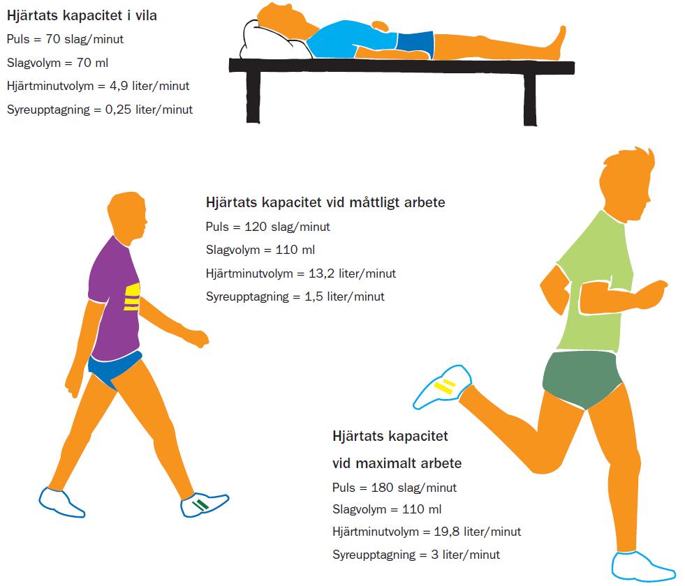 Kapitel 3 - De syretransporterande organen Sida 7 av 14 Att ligga och vila kräver en syreupptagning på 0,25 l/min.