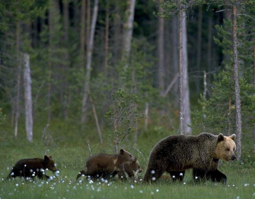 Kandidatarbeten 214:35 i skogsvetenskap Fakulteten för skogsvetenskap Hur påverkar licensjakt björnstammens (Ursus arctos) tillväxt i Gävleborgs län?