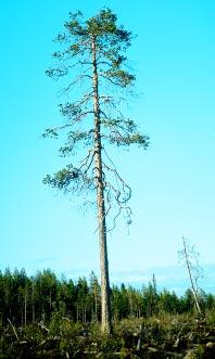 Vårt vanligaste trädslag är gran tätt följt av tall. De utgör 45 respektive 39 procent av skogsvolymen.