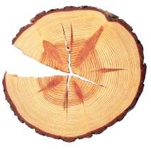 Trä är ett naturmaterial och i det naturliga kretsloppet är trädstammen uppbyggd på ett optimalt sätt.
