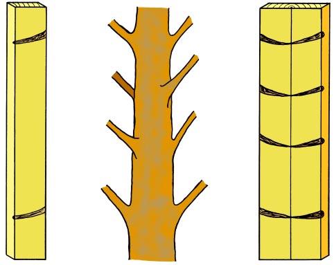 Grenvarv Grenvarv Grenvarv Grenvarven i det levande trädet kan avläsas på märgsidan hos centrumutbytet från fyrsågning.