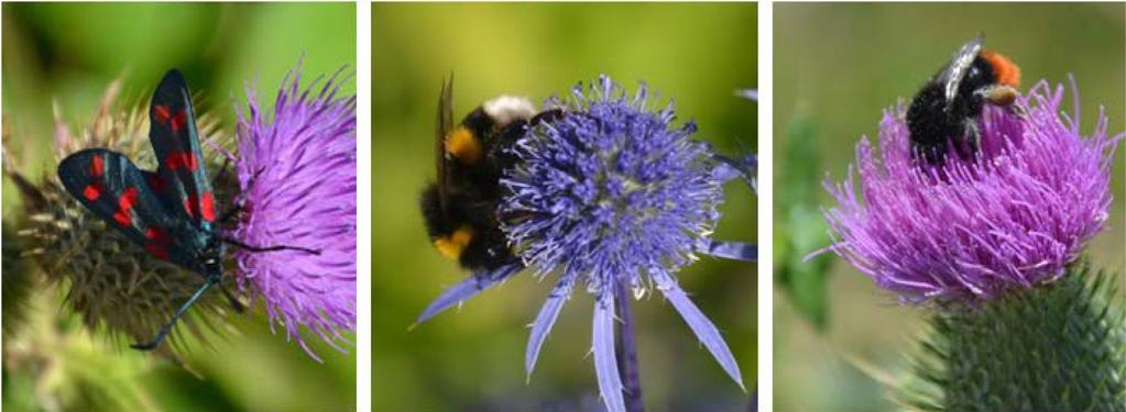 LANDSKAPSARKITEKTUR TRÄDGÅRD VÄXTPRODUKTIONSVETENSKAP Rapportserie Fjärilar och humlor i grönstrukturer i Malmö En utvärdering inom Vinnova projektet BiodiverCity (fas 3) Butterflies and bumblebees