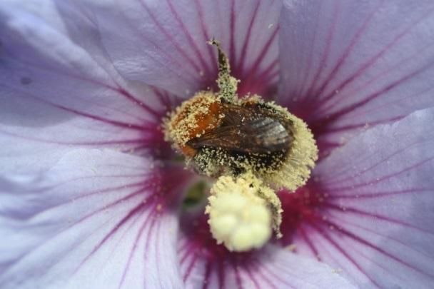 Malmö. Figur 32. Hushumla (B. hypnorum) på Hibiscus.