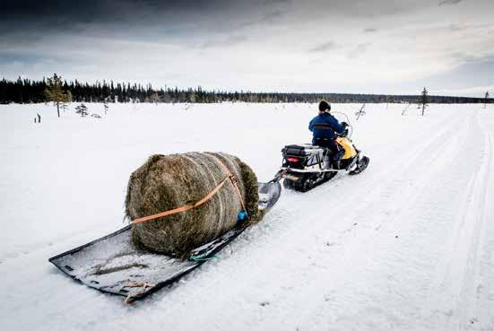 Muddus/Muttos nationalpark. Foto: Carl-Johan Utsi gioner inom Laponia. Andra, främst flyttfåglarna nyttjar området bara under barmarksperioden.