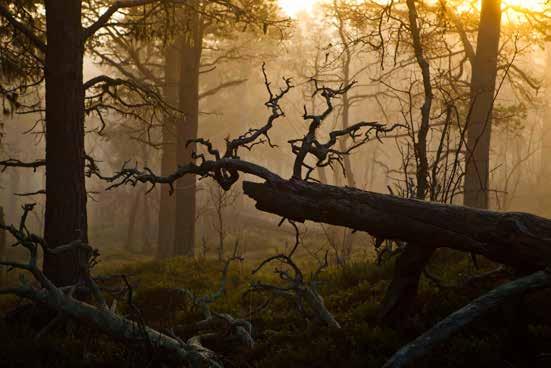 Stora Sjöfallet/Stuor Muorkke nationalpark. Foto: Jan-Erik Nilsson Rijtjem Entré med vandringsleder in mot norra Padjelanta/Badjelánnda.