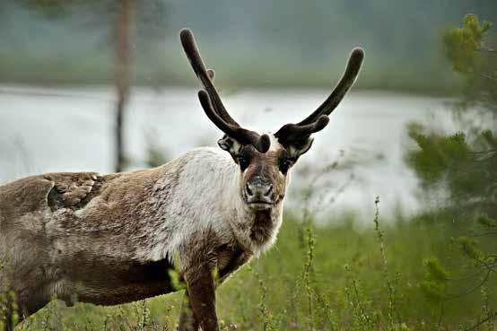 Ren vid Muttosluoppal. Foto: Daniel Olausson/Media Tales landskap som är relativt litet påverkade i förhållande till andra.